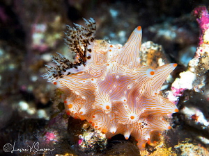 Halgerda batangas/Photographed with a Canon 60 mm macro l... by Laurie Slawson 